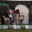 pieski3d 204